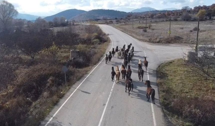 Yılkı atları dronla görüntülendi