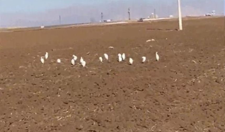 Mardin'de akbalıkçıl kuşları kış ayında görüntülendi