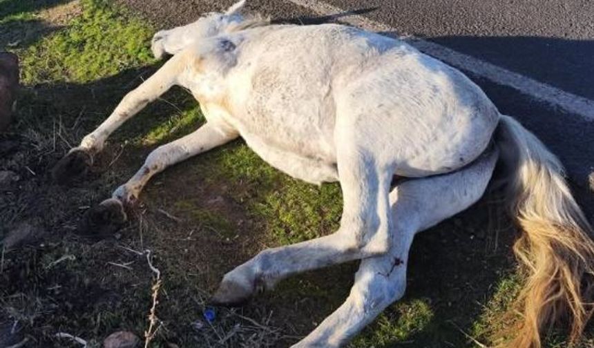 Şanlıurfa'da otomobil aniden yola çıkan ata çarptı