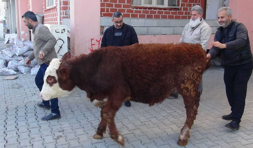 Hayırsever kadın, geçimini sağlamak için beslediği danayı Gazze için bağışladı