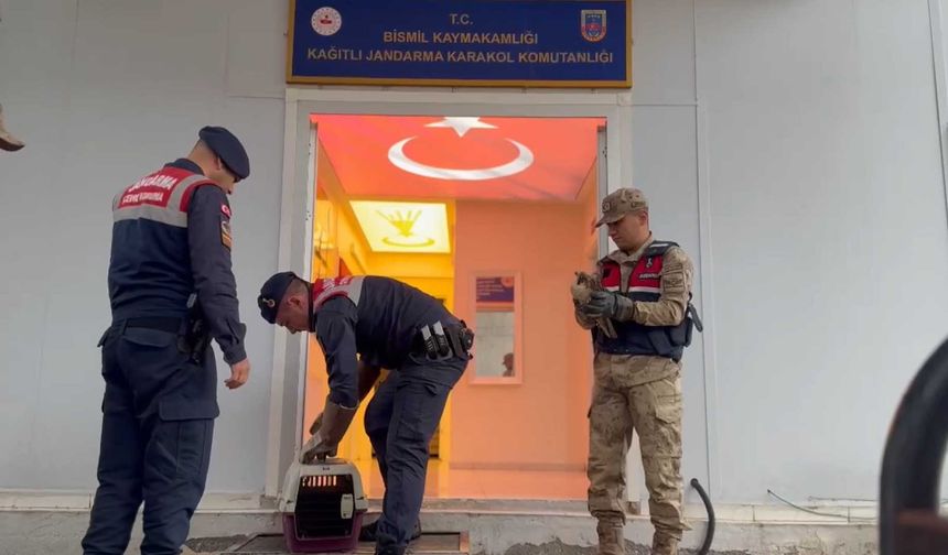 Bismil’de yaralı halde bulunan kaya kartalı tedavi altına alındı