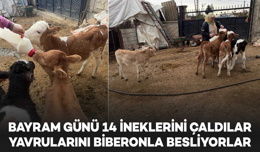 Diyarbakır’da bayram günü 14 inekleri çalındı: Buzağıları biberonla besliyorlar