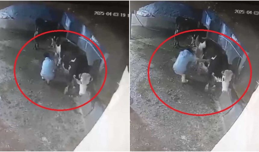 Diyarbakır’da besici, bakımını yaptığı inek tarafından tekmelendi