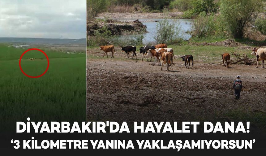 Diyarbakır'da ilginç olay: Ahırdan kaçan dana, 8 aydır yakalanamıyor!