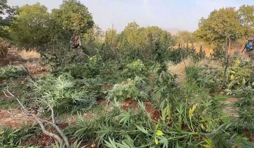 Diyarbakır'da 3,5 milyon kök kenevir ve skunk ele geçirildi