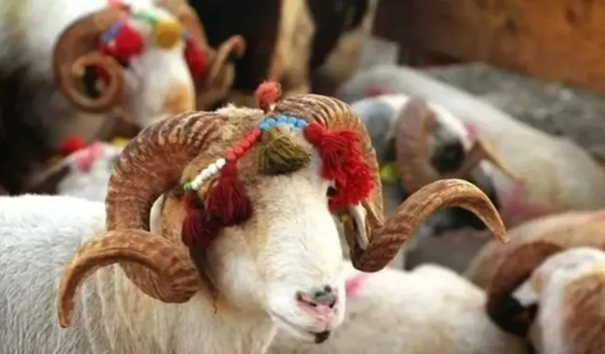 Kurban Derisinin Satışı Dinen Uygun mu? Fetva Kurulu Açıkladı