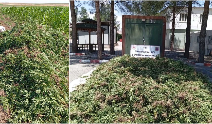 Bismil’de 41 bin kök skunk bitkisi ele geçirildi: 2 gözaltı, 1 yakalama kararı