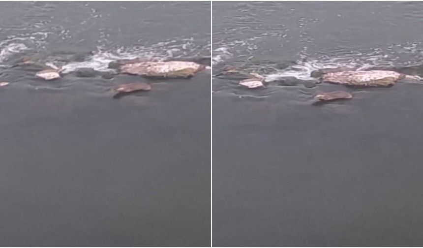 Dicle Nehri’nde yavru su samuru görüntülendi