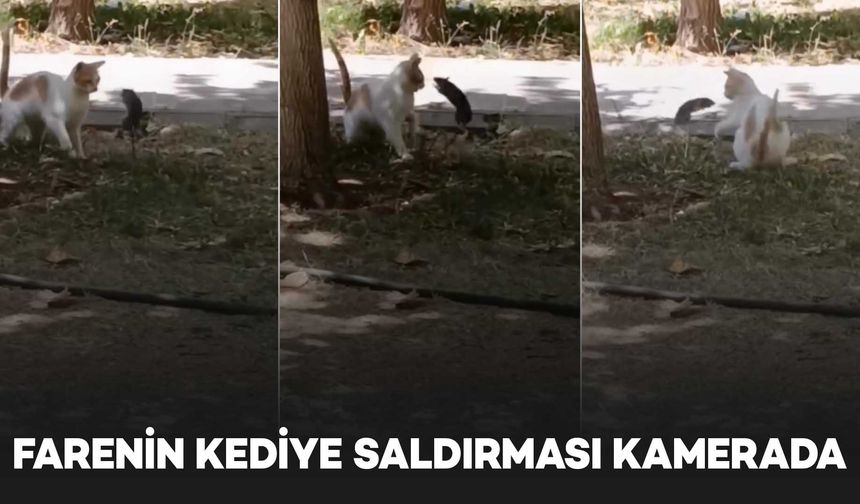 Diyarbakır'da fare kediye saldırdı; o anlar kamerada