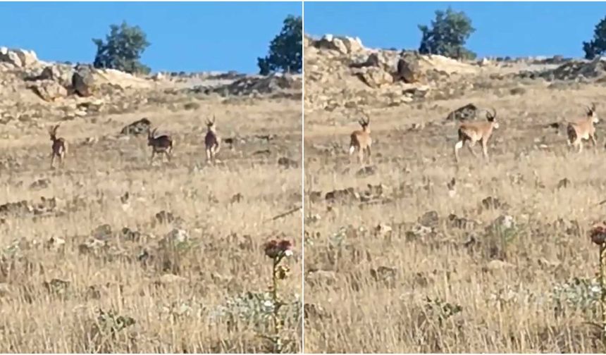 Mardin kırsalında dağ keçileri görüntülendi