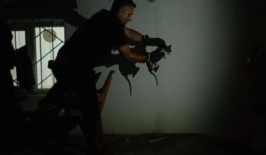 Lavabo Borusuna Sıkışan Kedi İtfaiye Tarafından Kurtarıldı