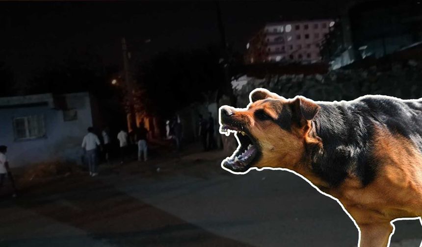 Diyarbakır'da beslediği köpeklerin saldırısına uğrayan kişi, ağır yaralandı