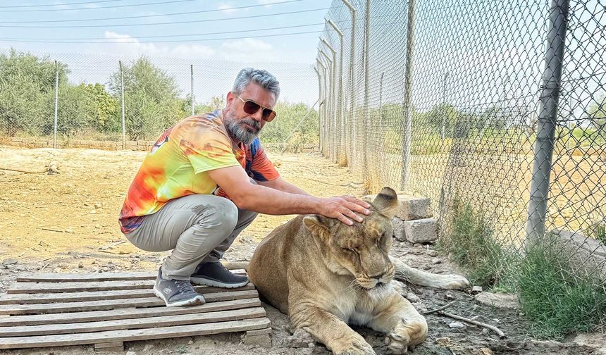 Diyarbakırlı iş adamı 14 aslan besliyor: Onlara baba gibi bakıyorum
