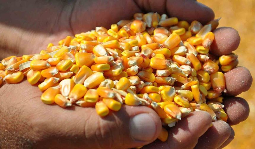 Mısır ithalatında sıfır gümrük vergisi ile 500 bin tonluk tarife kontenjanı açıldı