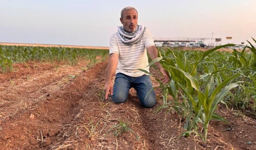 Tohum Skandalı İddiası: Çiftçi Zarara Uğradı Mahkemeye Taşıyacağını Söyledi