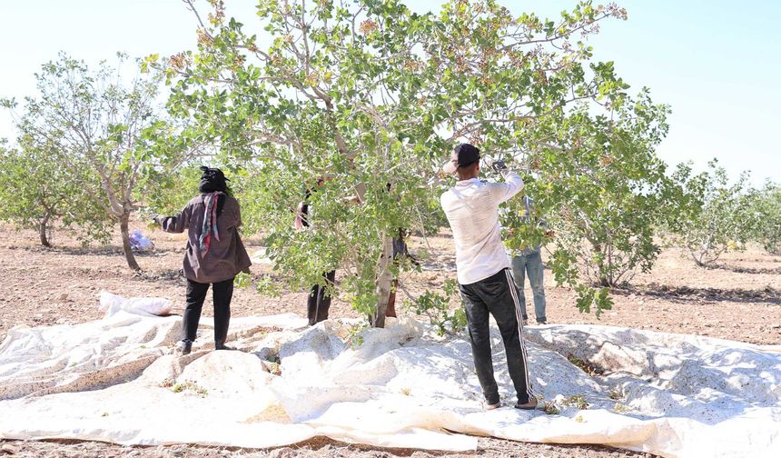 Diyarbakır’da 45 derece sıcaklıkta ‘Yeşil Altın’ hasadı