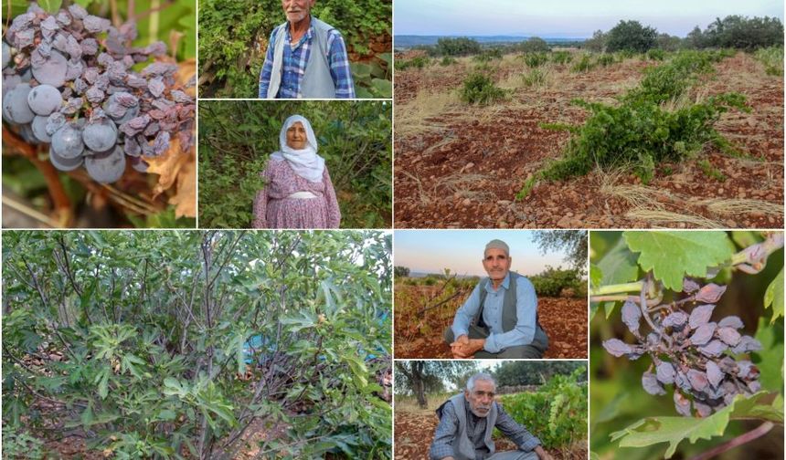 Diyarbakır’da Bağlar Verim Vermiyor: Çiftçiler Zor Günler Yaşıyor