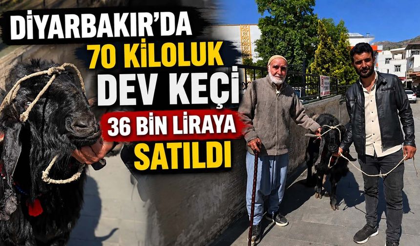 Diyarbakır'da 70 Kiloluk Dev Keçi 36 Bin Liraya Satıldı