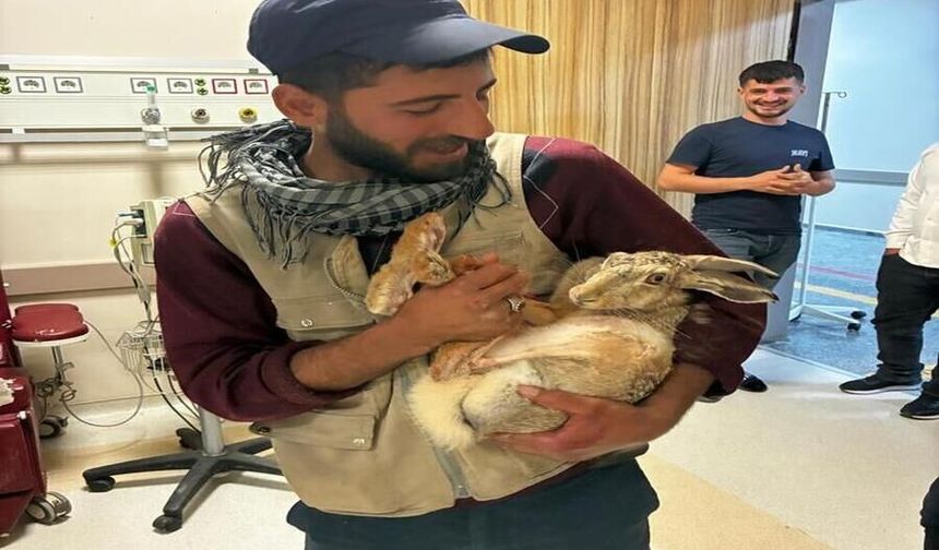Diyarbakır'da Bulunan Hamile Tavşan Hastane Bahçesinde Tedavi Edildi