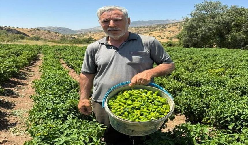 Diyarbakır’ın Tescilli Lezzeti Çermik Biberi Tezgâhlarda Yerini Aldı