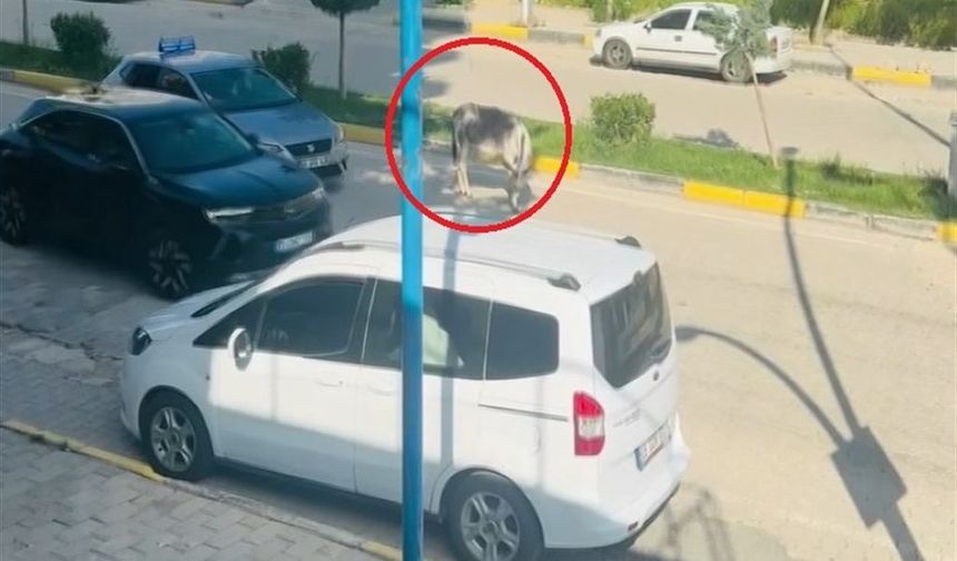 Diyarbakır'da Kara Yoluna Çıkan Eşek Sürücülere Zor Anlar Yaşattı