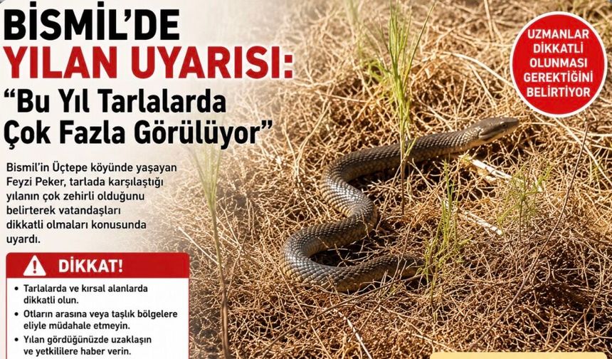 Bismil’de Yılan Uyarısı: “Bu Yıl Tarlalarda Çok Fazla Görülüyor”