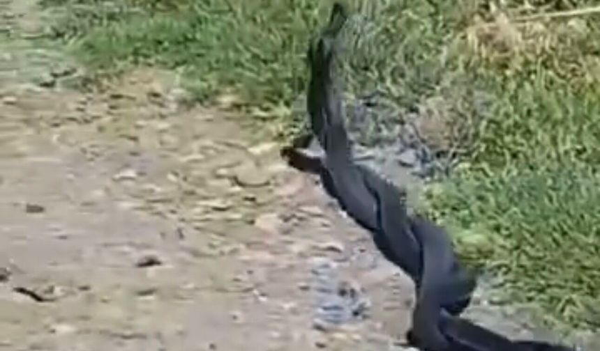 Bismil'de Yılanların Çiftleşme Dansı Kameraya Yansıdı