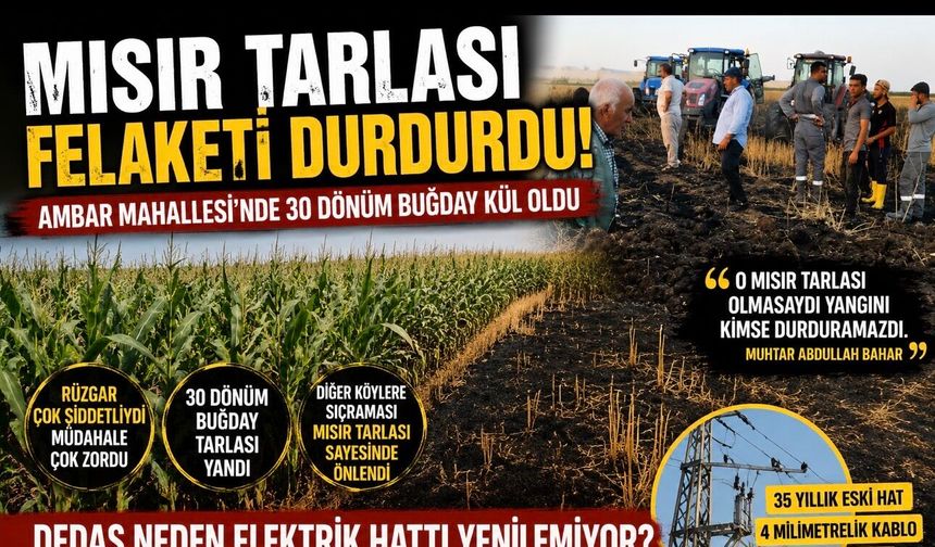 Mısır Tarlası Felaketi Durdurdu! Ambar Mahallesi'nde 30 Dönüm Buğday Kül Oldu