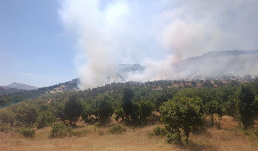 Diyarbakır'da Ağaçlık Alanda Yangın Paniği