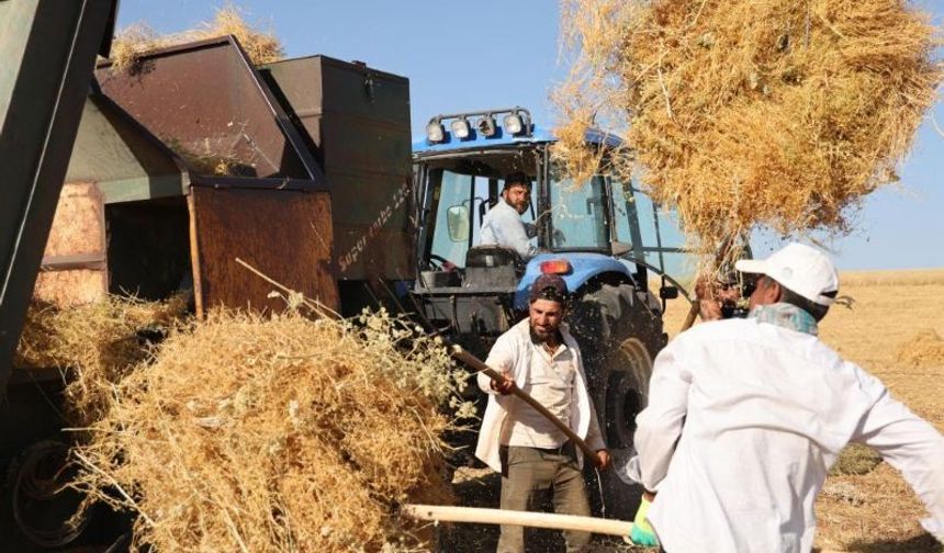 Diyarbakır'da Yüksek Sıcaklığa Rağmen Mercimek Hasadı Başladı