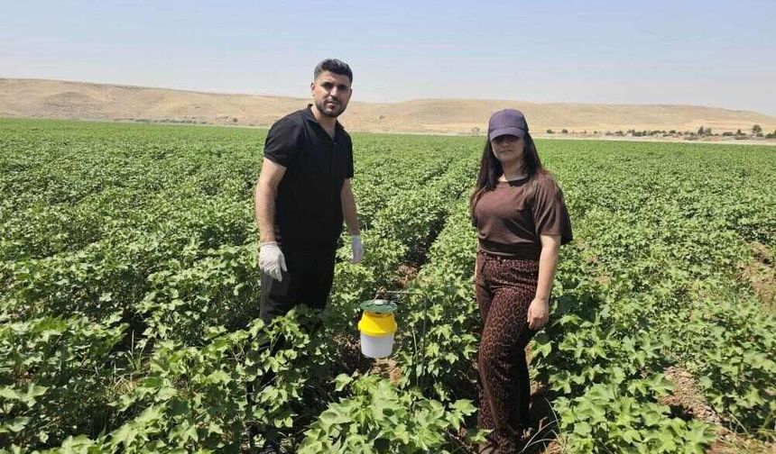 Pamukta Verim Kaybına Karşı Ekipler Sahada