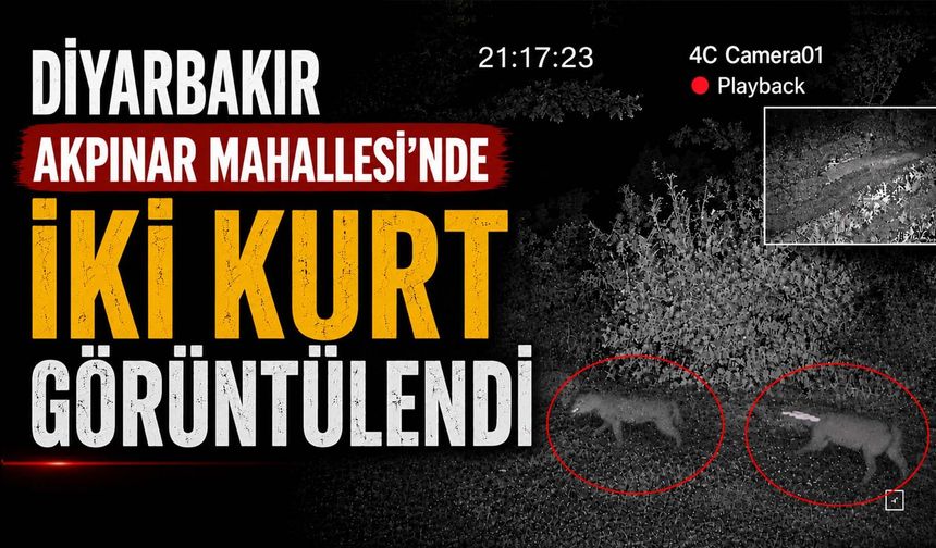 Diyarbakır Akpınar Mahallesi'nde İki Kurt Kameraya Yansıdı