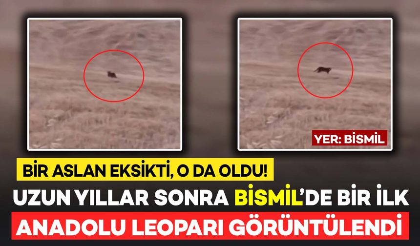 Bir Aslan Kalmıştı! Bismil'de Uzun Yıllar Sonra Anadolu Leoparı Görüldü