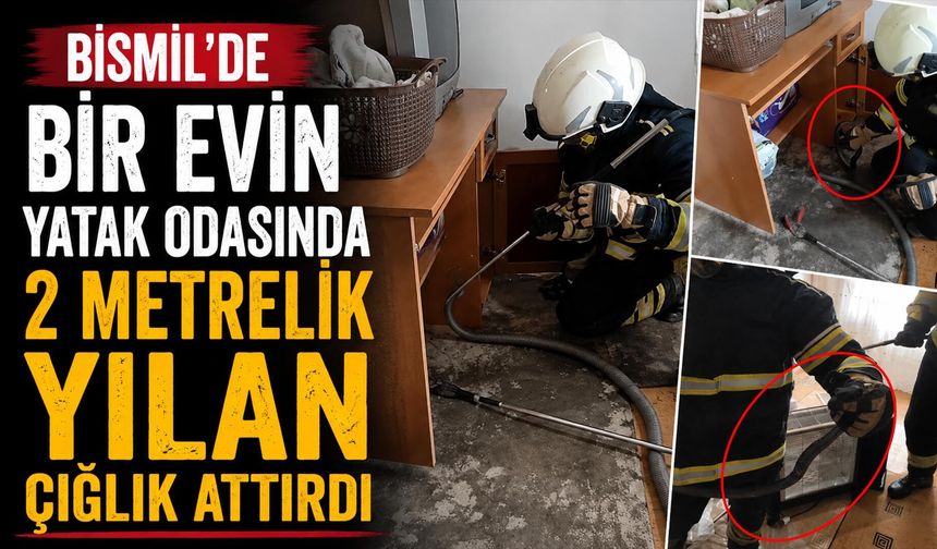 Bismil'de Bir Evin Yatak Odasında 2 Metrelik Yılan Çığlık Attırdı