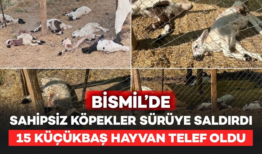 Bismil'de Sahipsiz Köpekler Sürüye Saldırdı: 15 Küçükbaş Hayvan Telef Oldu