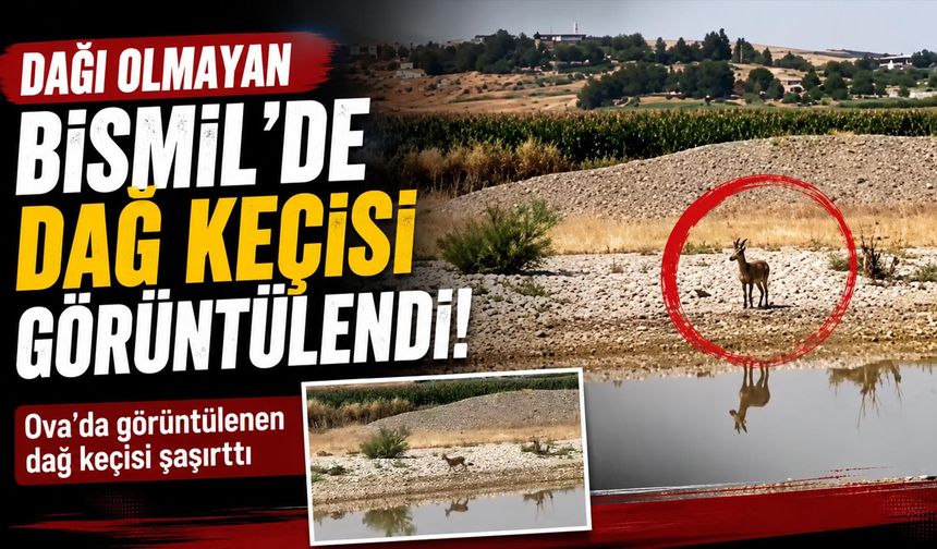 Dağı Olmayan Bismil'de Dağ Keçisi Görüntülendi