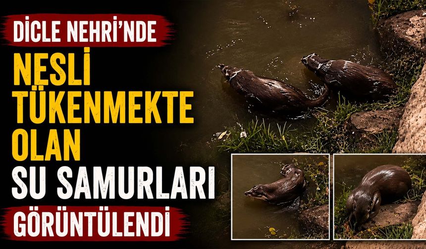 Dicle Nehri'nde Nesli Tükenmekte Olan Su Samurları Görüntülendi