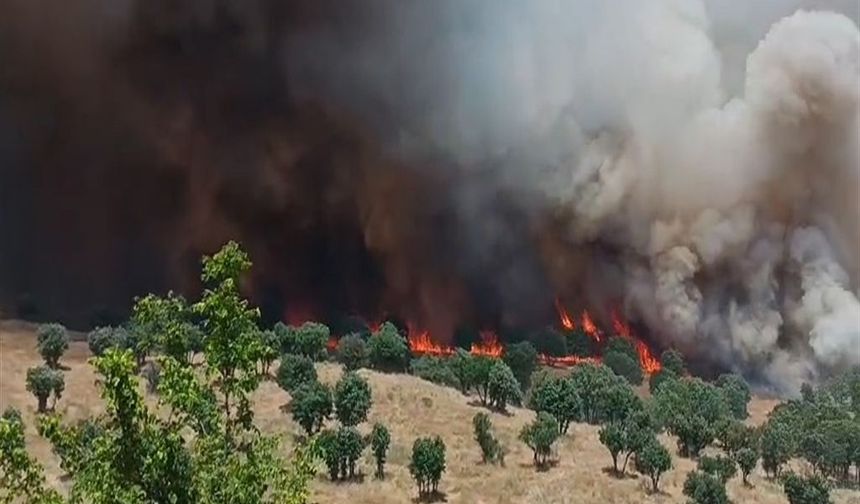 Diyarbakır'da Korkutan Bilanço: 2 Ayda 100 Bin Hektar Kül Oldu