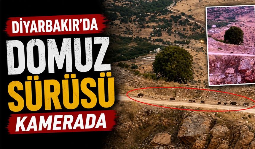 Diyarbakır'da Domuz Sürüsü Kamerada