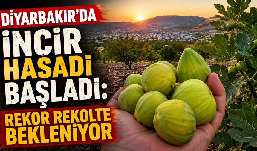 Diyarbakır'da İncir Hasadı Başladı: Rekor Rekolte Bekleniyor