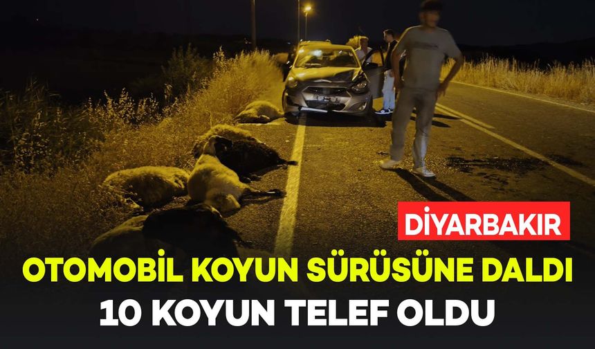 Diyarbakır'da otomobil koyun sürüsüne çarptı: 10 koyun telef oldu