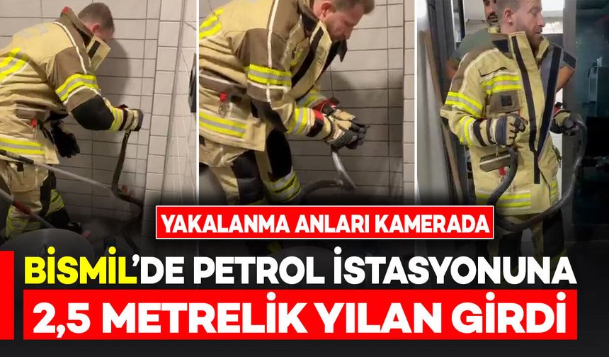 Bismil’de petrol istasyonuna giren 2,5 metrelik yılanın yakalanma anları kamerada