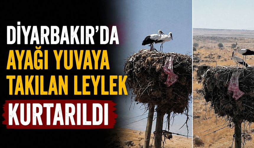 Diyarbakır'da Ayağı Yuvaya Takılan Leylek Kurtarıldı