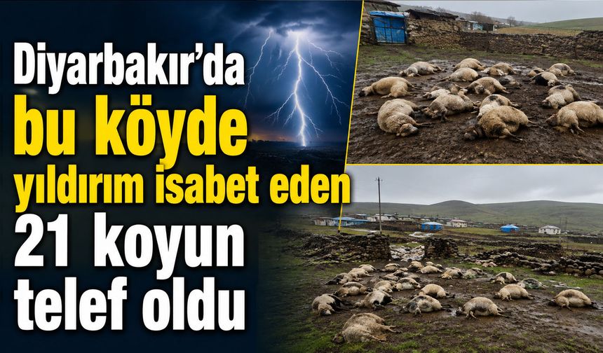 Diyarbakır'da bu köyde yıldırım isabet eden 21 koyun telef oldu
