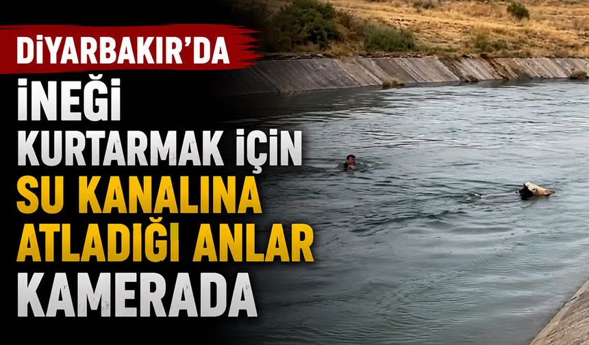 Diyarbakır’da İneği Kurtarmak İçin Su Kanalına Atladığı Anlar Kamerada