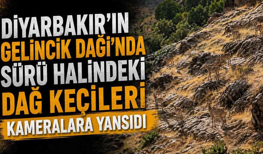 Diyarbakır’ın Gelincik Dağı'nda Sürü Halindeki Dağ Keçileri Kameralara Yansıdı