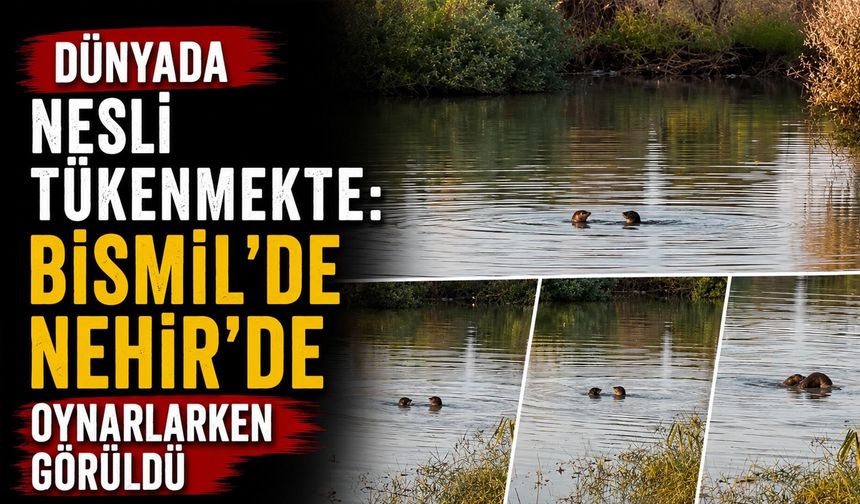 Dünyada Nesli Tükenmekte: Bismil'de Nehir'de Oynarlarken Görüldü