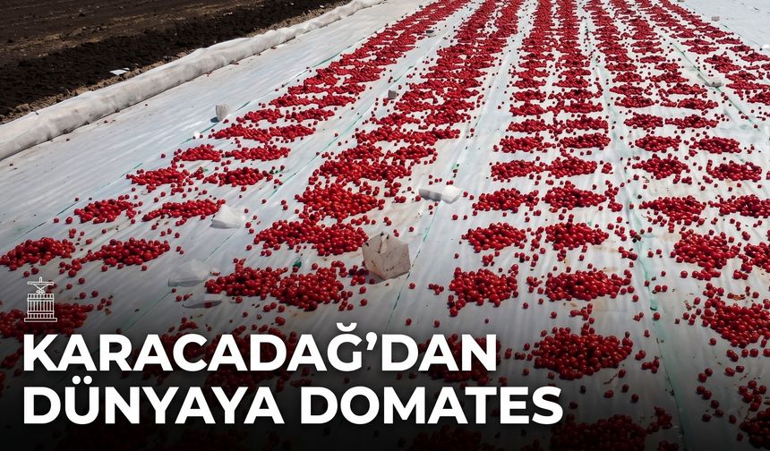 Diyarbakır’ın Karacadağ domatesleri İtalya ve ABD’ye ihraç ediliyor