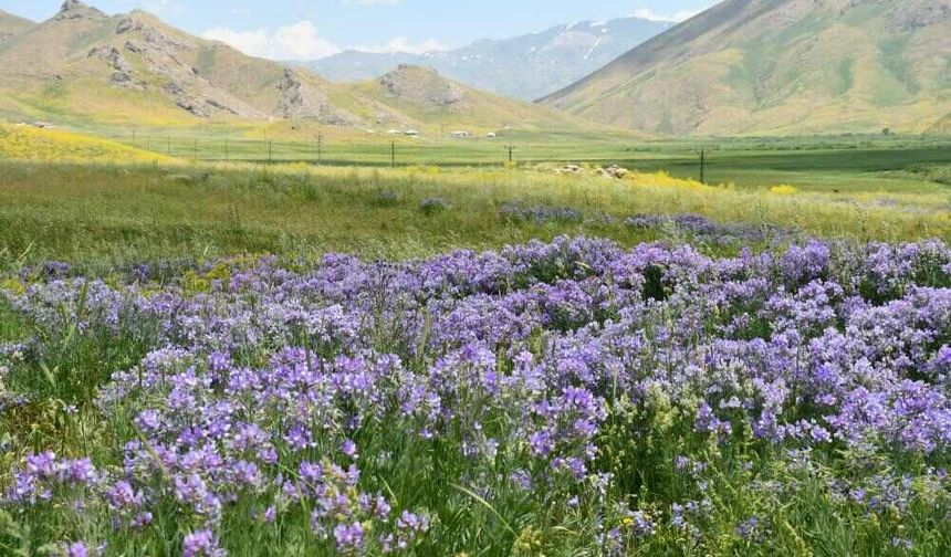 Şırnak'ta 2 Bin 650 Rakımda Lavanta Şöleni