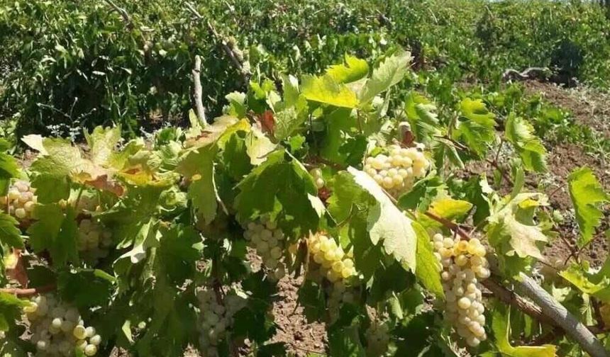 Çüngüş’te Bağ Bozumu Heyecanı